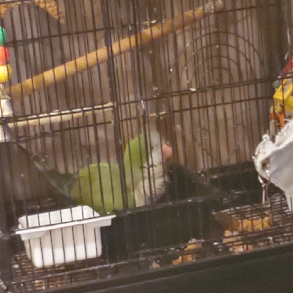 ***PET ALERT!!!*** - Picture 11 of 13
